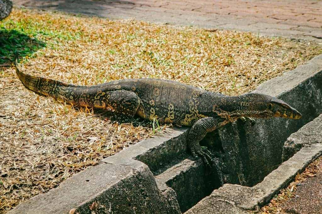 8 a.m. – Visit Lumpini Park - Monitor lizard in Lumpini Park