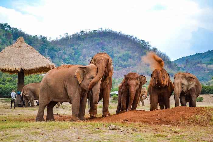 Volunteering At The Elephant Nature Park In Chiang Mai Thailand