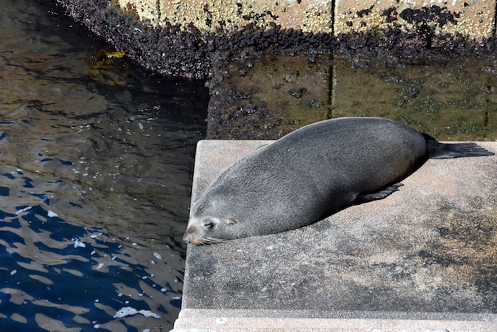 What to do in Sydney: see the seals at the Sydney Opera House - Things to do in Sydney: Unusual, Free, and Fun Attractions you Should not Miss