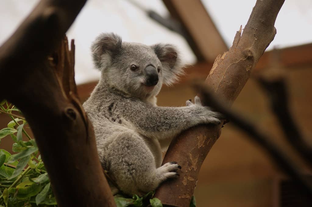 Sydney Zoos: Experience Australia’s unique wildlife - Things to do in Sydney: Unusual, Free, and Fun Attractions you Should not Miss