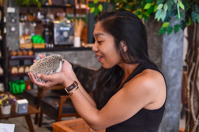 Harinezumi Cafe: Hedgehog Cafe in Chiang Mai