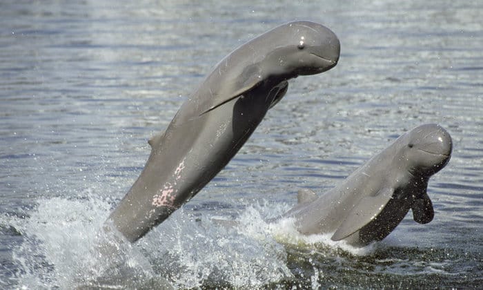 Cambodian Sights - irrawaddy dolphins - fun things to do in cambodia