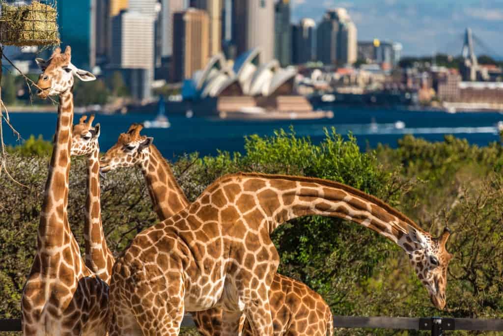 7. Visit a zoo - What To Do In Sydney On a Backpacker’s Budget