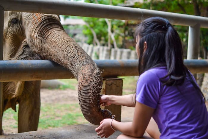 Types of Elephant Nature Park Visits
