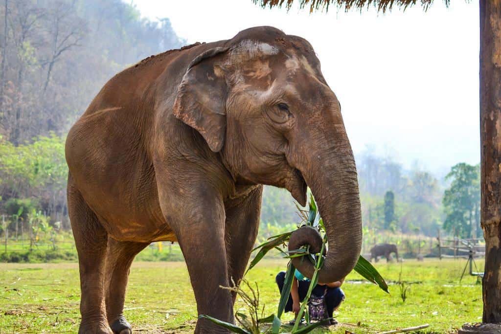Morning: Visit Elephant Nature Park