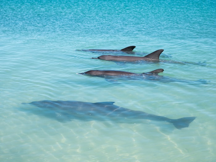 Dolphins at Monkey Mia in Western Australia