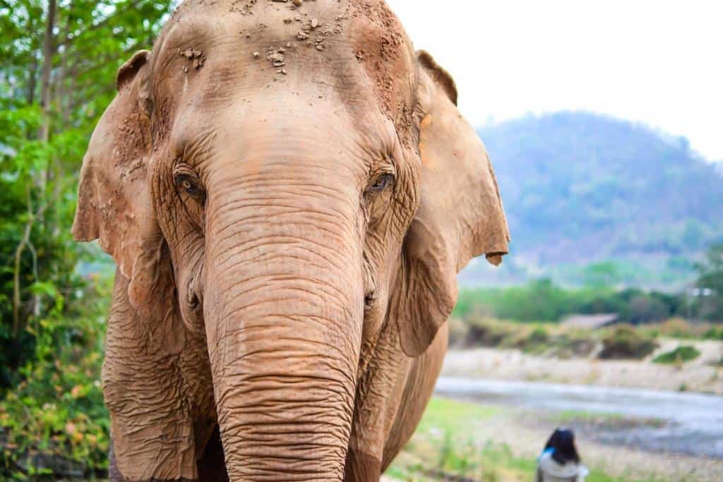 Volunteering at the Elephant Nature Park in Chiang Mai, Thailand