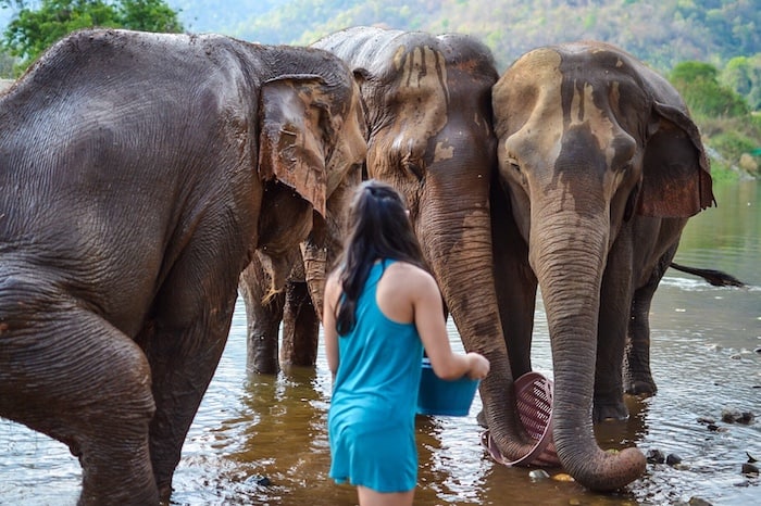 Elephant Nature Park - Responsible Travel in Thailand: Social Enterprises in Chiang Mai You Should Visit