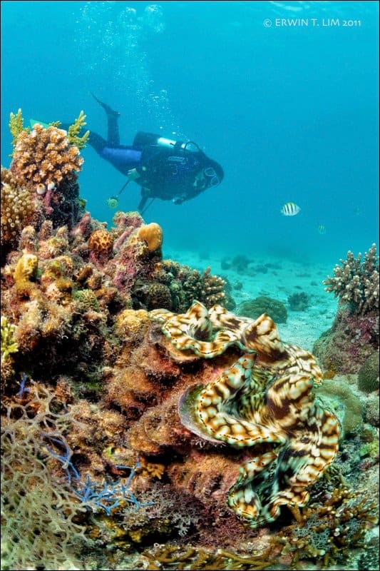 Mactan Coral Reef