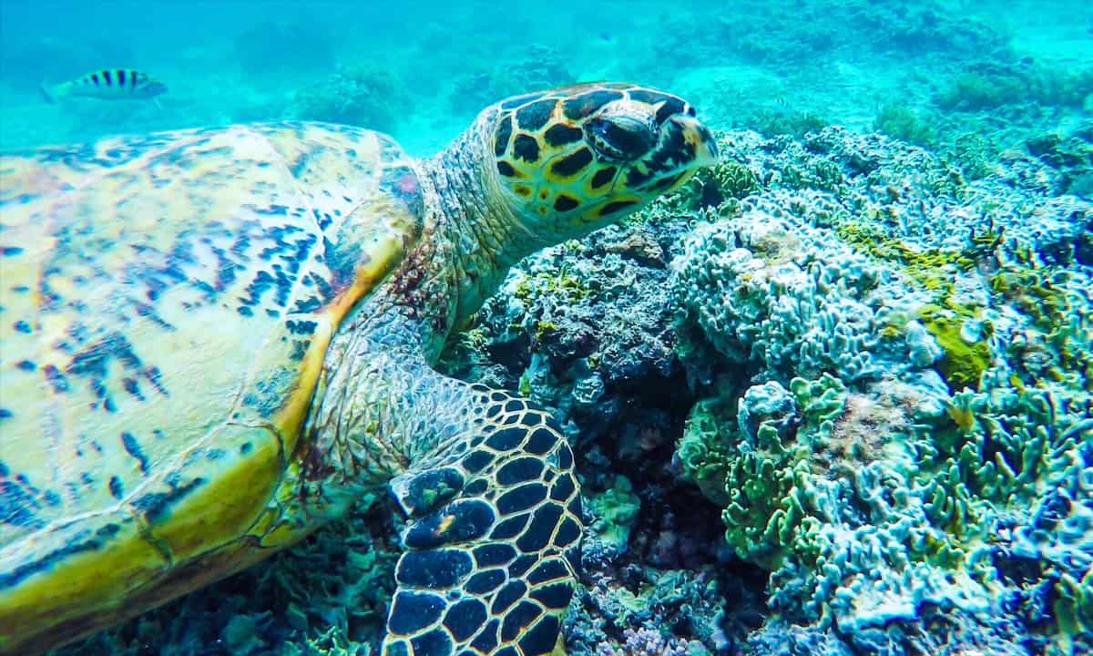 Gili Trawangan Sea Turtles