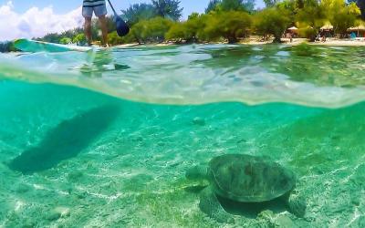 Gili Trawangan Snorkeling with Sea Turtles Guide