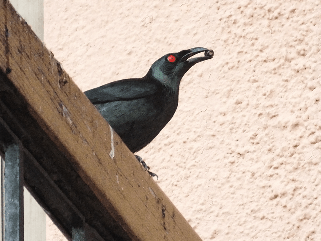 Asian Glossy Starling - 2. Free nature watching in Cebu - Top 6 Free Things to Do in Cebu