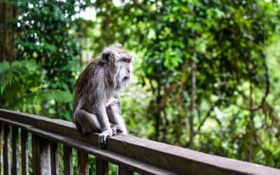 Ubud Monkey Forest: Everything You Need to Know Before Going