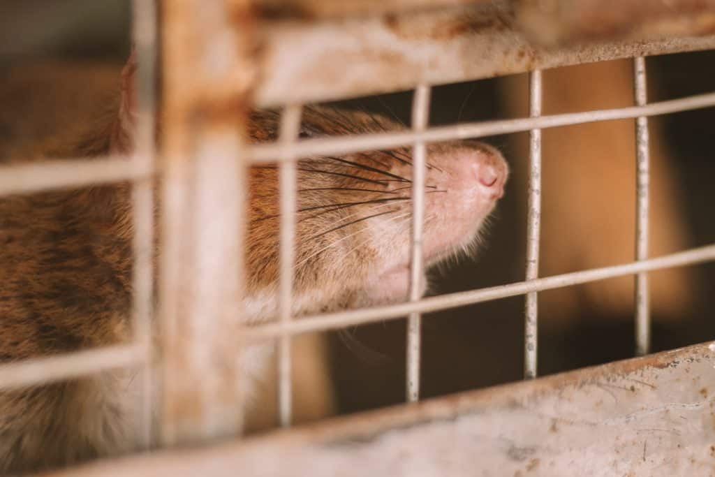 The Life of a HeroRAT - APOPO Visitor Center: the Rats Here Save Lives