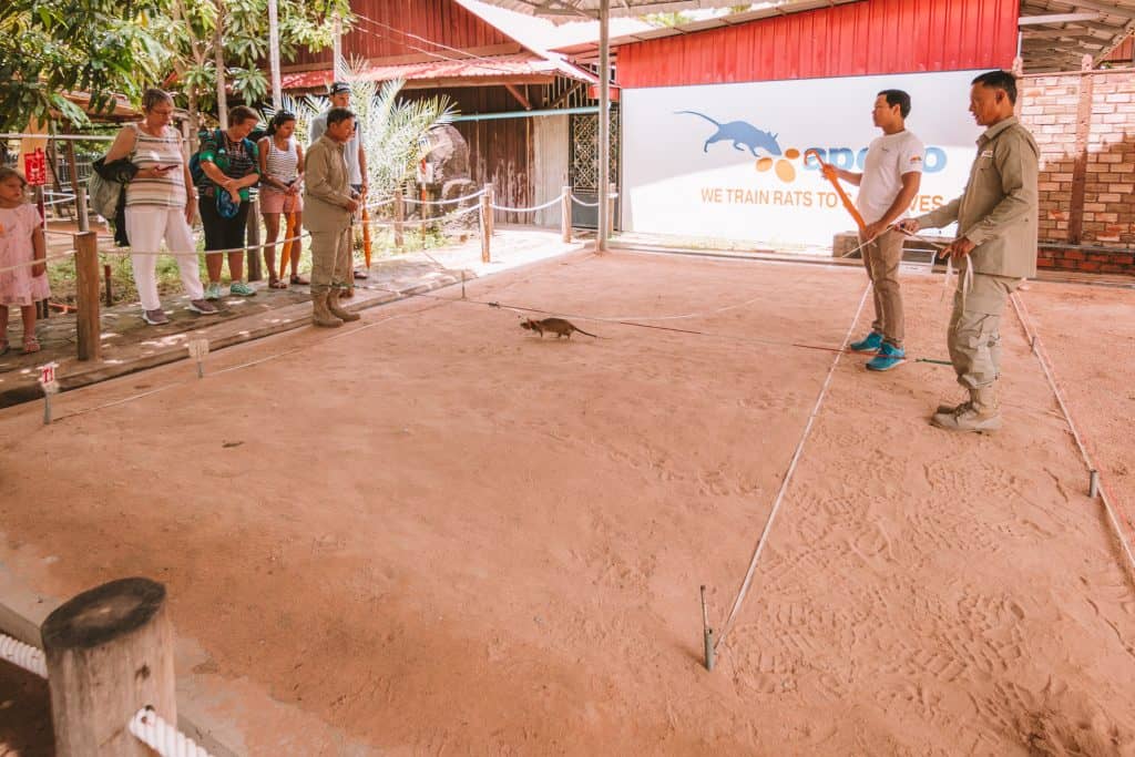 Mine Action - Landmine Detection - APOPO Visitor Center: the Rats Here Save Lives