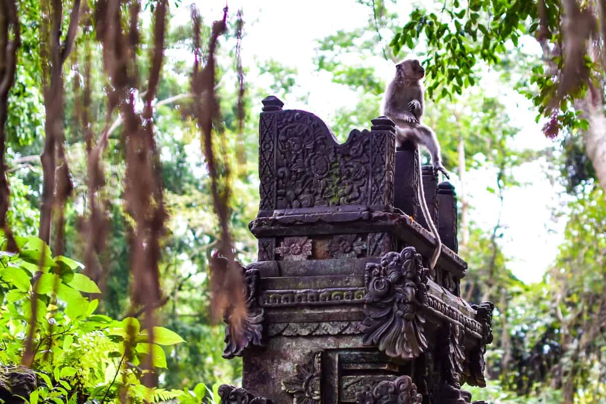 Planning Your Trip to Ubud Monkey Forest - Ubud Monkey Forest: Everything You Need to Know Before Going
