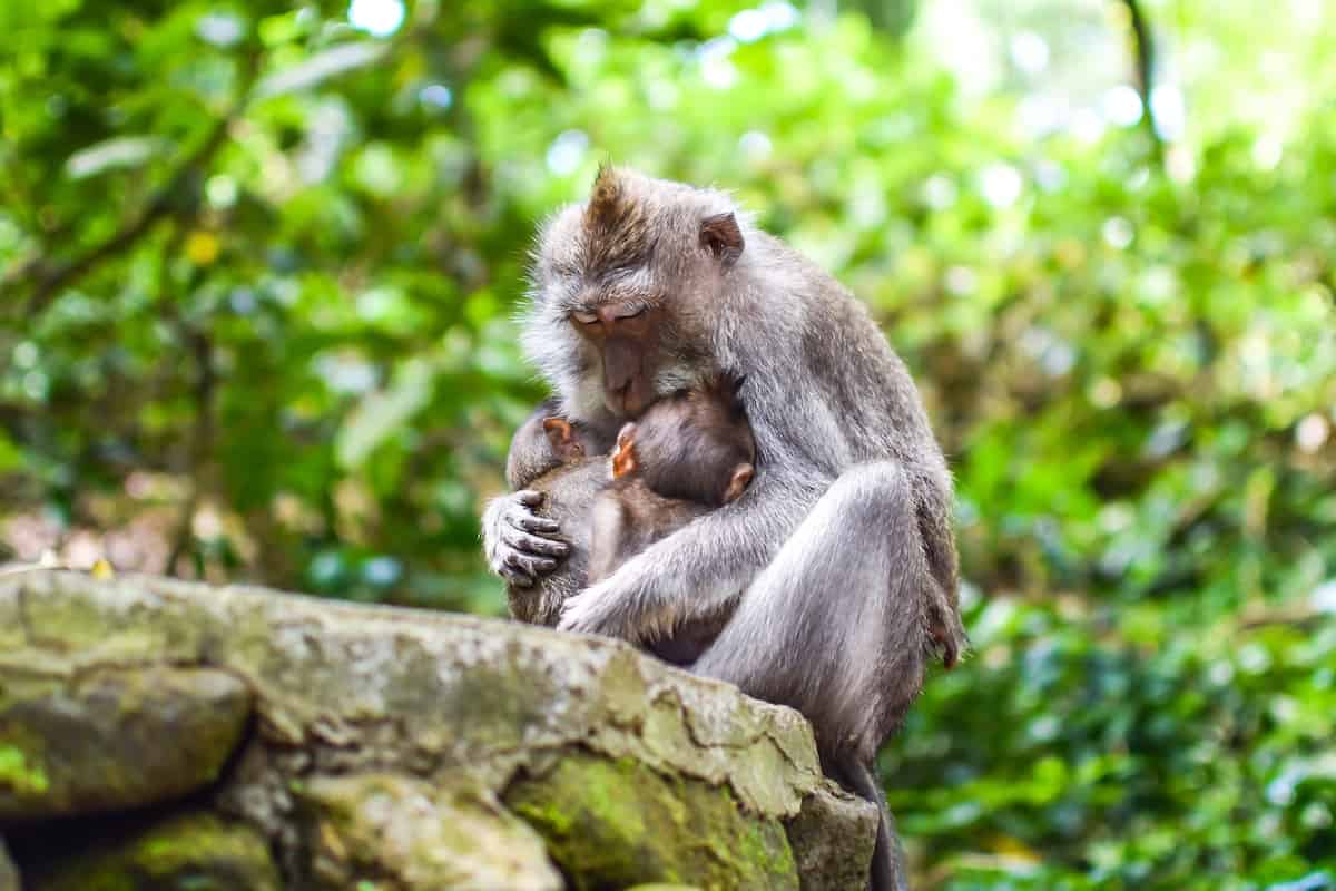 About the Ubud Monkey Forest - Ubud Monkey Forest: Everything You Need to Know Before Going
