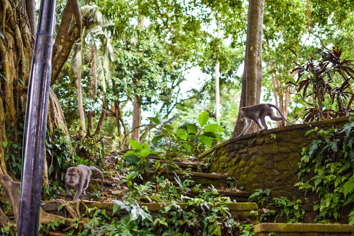 When to go to Ubud Monkey Forest - Ubud Monkey Forest: Everything You Need to Know Before Going