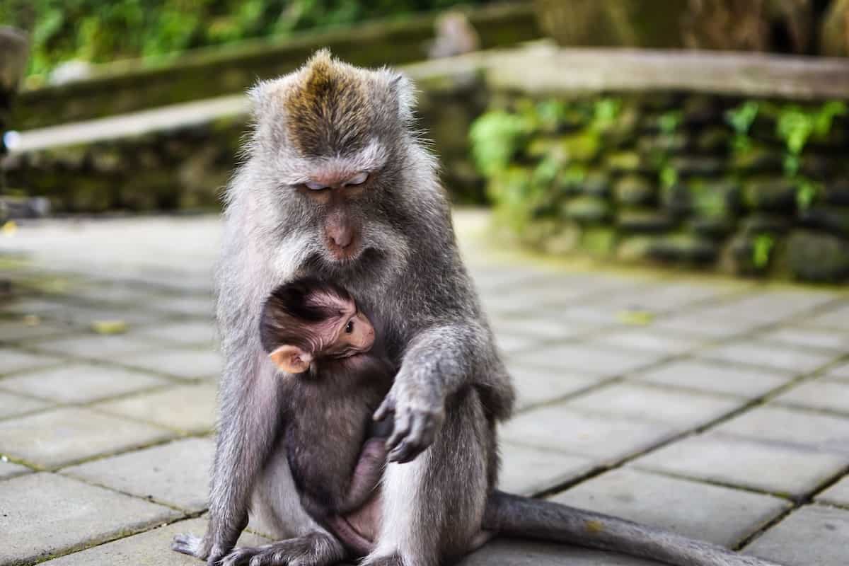 Common Questions: - Ubud Monkey Forest: Everything You Need to Know Before Going