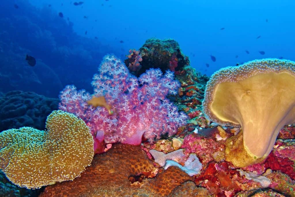 Cebu coral reef