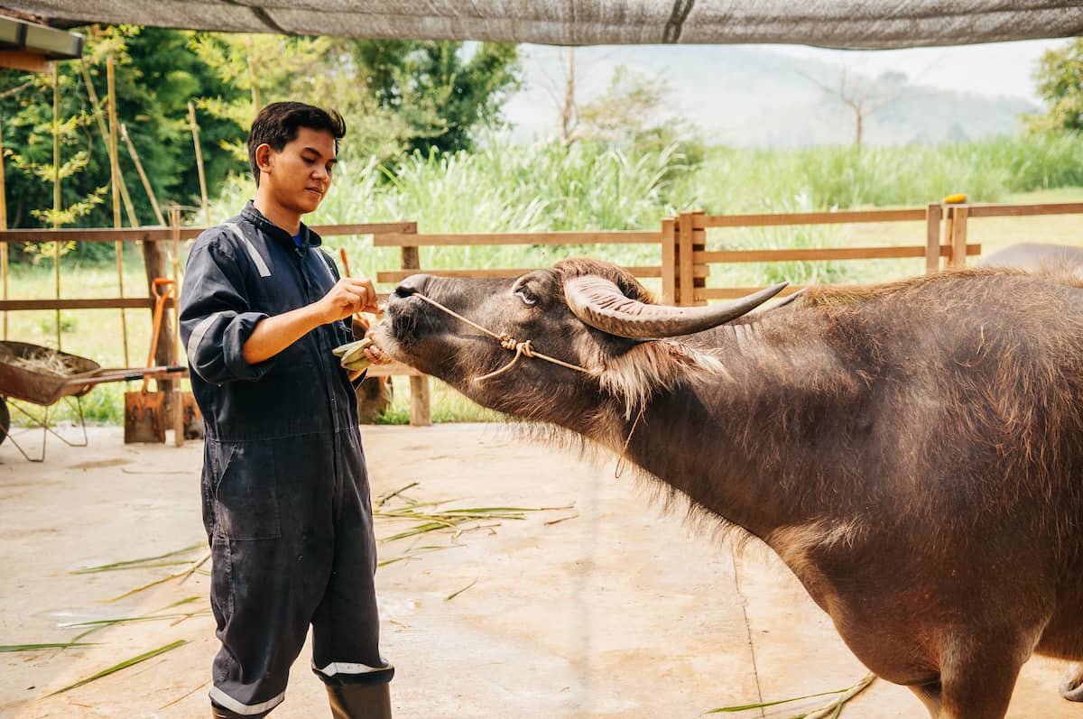 Luang Prabang buffalo - Top Luang Prabang Tours You Can’t Miss in 2019