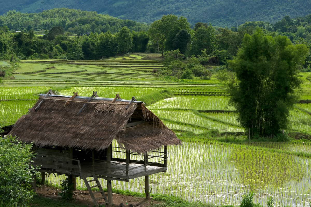 Luang Prabang Rice Fields