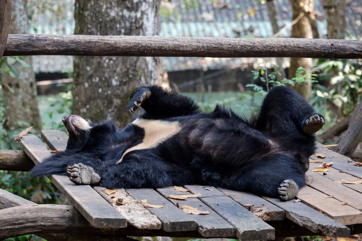 Visit the Kuang Si Bear Sanctuary - Top Things to do in Luang Prabang in 2019