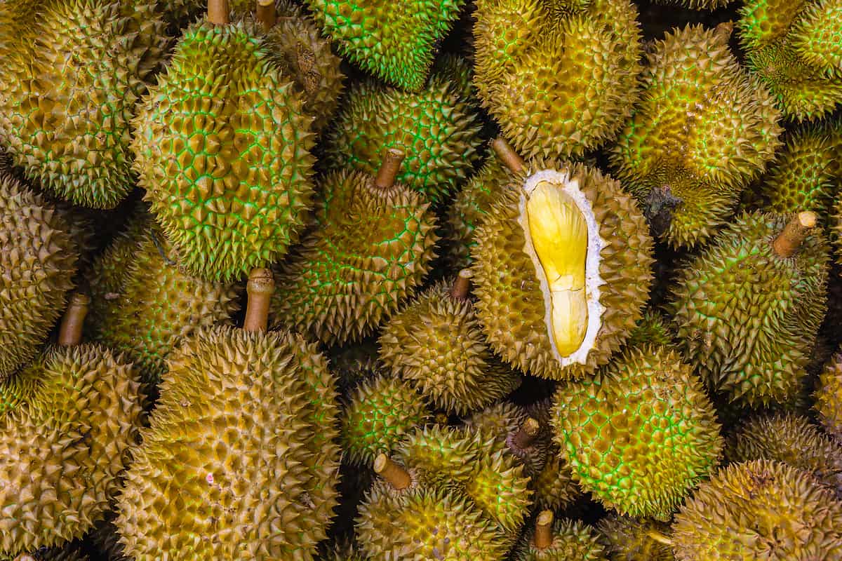 Sample durian at the Morning Market - Top Things to do in Luang Prabang in 2019