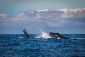 Whale Watching in Sydney - 
