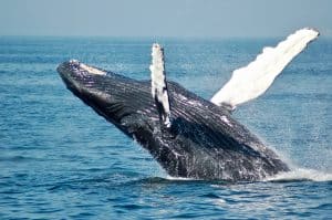 When is the best time of the day to see Whales? - Whale Watching in Sydney